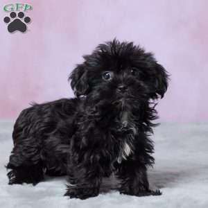 Abby, Shorkie Puppy